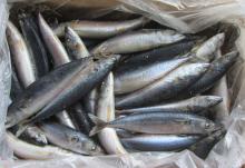 FROZEN  WHOLE   ROUND   MACKEREL -SCOMBER JAPONICUS