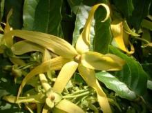 Ylang Ylang Oil in Bulk Wholesale Ylang Ylang essential oil nature elements essential oils