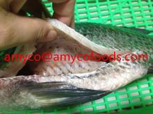  Fresh   Frozen   Tilapia  GS Grade A alive raw material