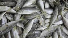 Frozen Blue Scad Whole Round