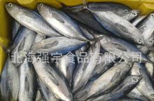  Frozen   Skipjack  Tuna  Whole   Round 