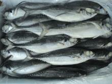 Frozen Horse Mackerel fish