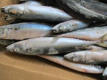 Frozen Whole Atlantic Mackerel (scomber scombrus), Whole Pacific Mackerel (scomber Japonicus)