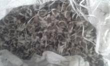 Moringa Seeds