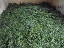  Moringa   Leaves 