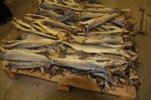 Stockfish Dried fish with caviar NoScale. 2.2 lbs or 1kg Taranka. Vacuum  pack.