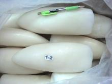 Frozen Cuttle Fish Whole Round