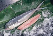 Factory Supply Mahimahi(Coryphaena Hippurus)