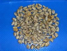 Frozen Mussel Meat (Mytilus Edulis)