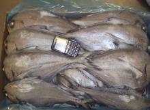 Frozen Brama Brama( Pomfret/Angel Fish)