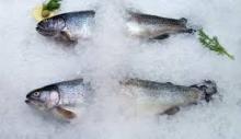 Frozen  Trout .