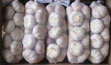 high quality Fresh  Garlic  Pure  white  and  normal   white   garlic   from   china  factory
