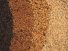 Black Wheat Flour