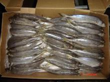 Sell Offer  Frozen   Tuna   Fish  50% Discount