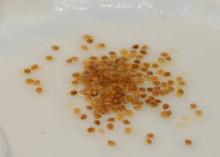Tomato Seeds