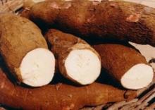 fresh tapioca