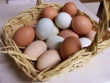  fresh   white  and brown chicken table eggs