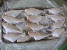 Frozen  leather   jacket  fish