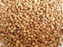  Roasted   Buckwheat  Kerne