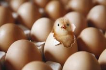 Fertile  Chicken   Hatching   Eggs 
