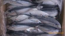 Frozen Jack Mackerel