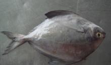  Frozen   Black   Pomfret   Fish 