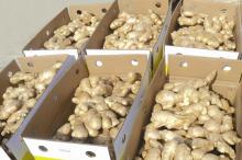 selling fresh ginger with competative price