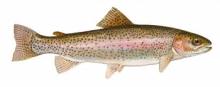Trout  Fish   Oil  in  Bulk  Wholesale