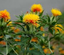 Safflower Oil in  Bulk  Wholesale Natural  Herbal  Oil