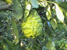 Bergamot Oil Natural Herbal Oil Bergamot Peel Oil in Bulk Wholesale