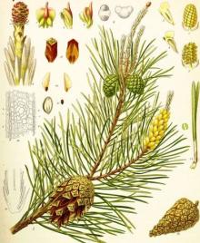 Natural Pine Turpentine Oil in Bulk Wholesale