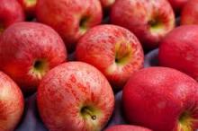 Fresh royal gala apple(hot sale)