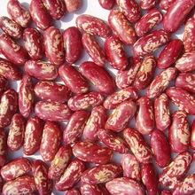  Red   speckled   kidney   bean s