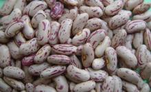 light speckled kidney beans