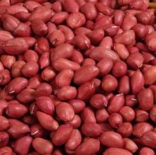 red skin peanut kernels