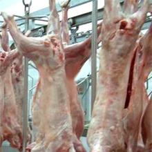 High Quality Halal Frozen/Chilled Mutton