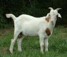High Quality Halal Frozen/Chilled Goat