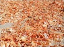 DRIED CRAB SHELL POWDER