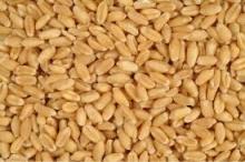 wheat,barley,corn/maize,olive oil and virgin oil