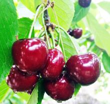 Fresh  Sweet   Cherry  with handles - High Quality Ukrainian Cherries