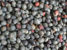 Terebinth Berry Oil Wholesale Natural Herbal Essential Oil