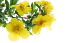  Evening  Primrose  Oil  in Bulk Wholesale Natural Herbal Essential  Oil 