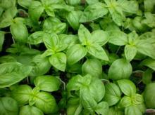 Basil Oil in Bulk Wholesale Natural Herbal Essential Oil