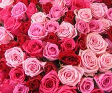 Rose Oil in  Bulk  Wholesale Natural Essential Oil