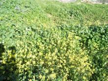 Wild Mustard Oil in Bulk Wholesale Mustard Oil Mustard Essential Oil