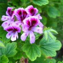 Geranium essential oil Geranium Oil in Bulk Wholesale