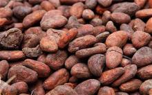 Cocoa Oil in Bulk Wholesale
