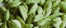 Cardamom Oil in Bulk Wholesale