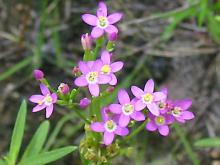 Centaury Oil in Bulk Wholesale Natural Oil