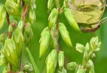 Buckwheat Oil in Bulk Wholesale Natural Essential Oil Buckwheat Price